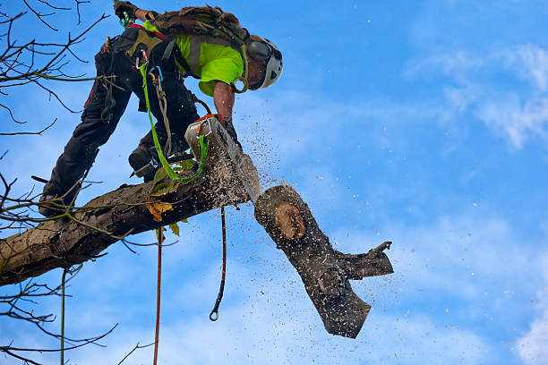 Best Tree Trimming and Pruning  in Helena Valley Northeast, MT